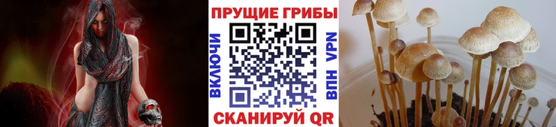 гидра вход  Вилючинск  Псилоцибиновые грибы Psilocybe 